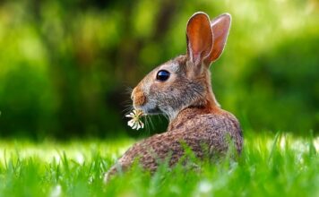 Czy można nauczyć królika załatwiać się do kuwety?