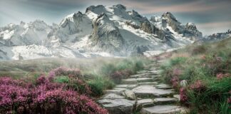 Czy można chodzić z psem po górach?