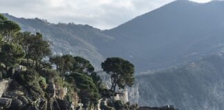 Ile kosztuje wózek dla psa?