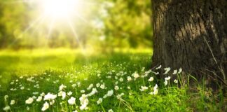 Jakie trawy dla papug?