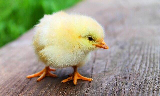 Jak zrobić pierś z kurczaka bez jajka?