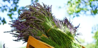 Jak zrobić bukiecik że słodyczy?