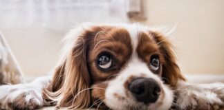 Dlaczego szczeniak gryzie po rękach?