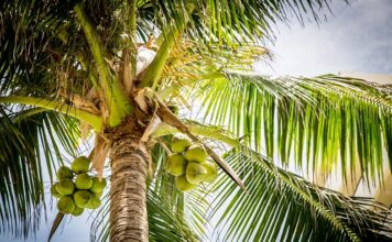 Ile kosztuje 1 kokos?