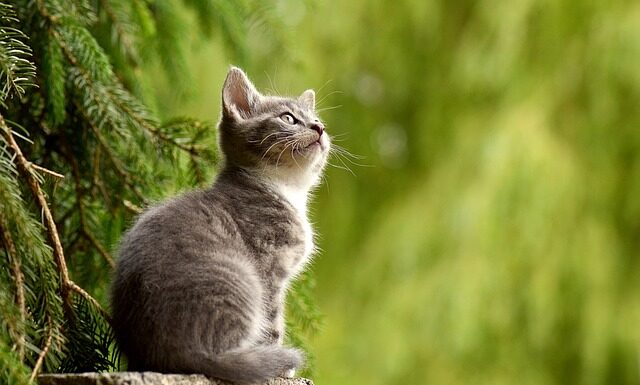 Dlaczego koty śpią z ludźmi?