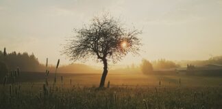 Jak zabezpieczyć ranę u psa?