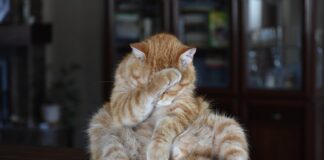 Czy parówki w folii można mrozić?