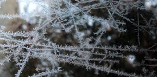 Jakich zup nie można mrozić?