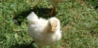 Co można dać Pisklakowi do jedzenia?