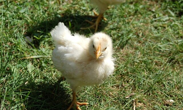 Co można dać Pisklakowi do jedzenia?