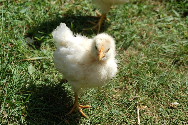 Co można dać Pisklakowi do jedzenia? Co można dać Pisklakowi do jedzenia?