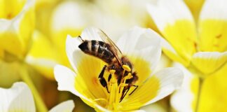 Jak zrobić jajecznicę bez jajek?