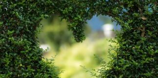 Czy zielona herbata to to samo co yerba mate?