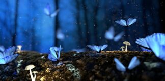 Czy surowe grzyby można pakować próżniowo?