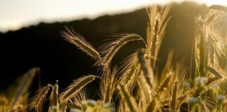 Jak wygląda żyto?