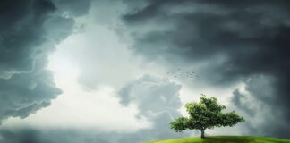 Czy zielony jęczmień obniża cholesterol?