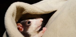 Ile czasu trwa oswajanie papugi?