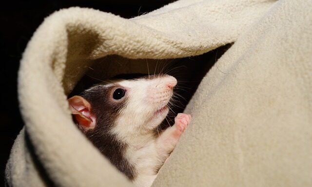 Ile czasu trwa oswajanie papugi?