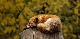 Do czego są czerwone worki?