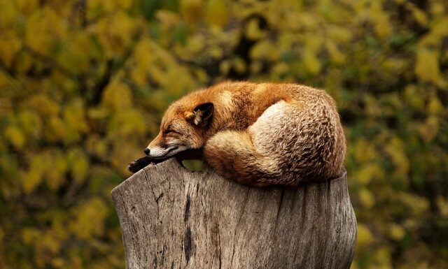 Do czego są czerwone worki?