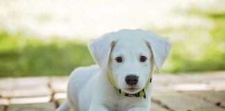 Jak założyć kołnierz ochronny dla kota?