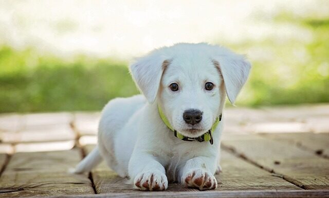 Jaką długość ma kołnierz ochronny dla psa? Jaką długość ma kołnierz ochronny dla psa?