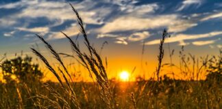 Czy zielony jęczmień ma gluten?