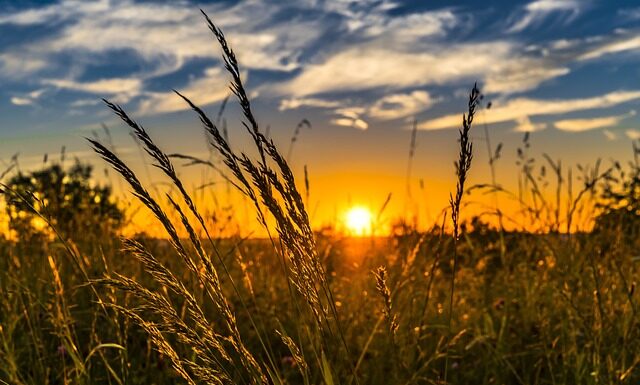 Czy zielony jęczmień ma gluten?