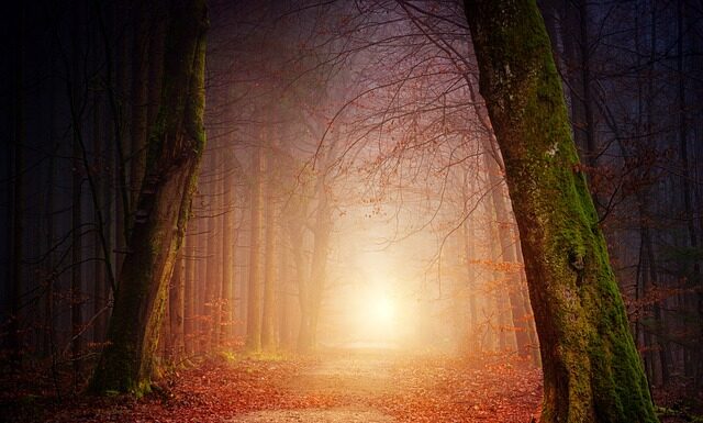 Jak zrobić tunel dla kota? Jak zrobić tunel dla kota?