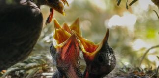 O której godzinie można karmić królika?