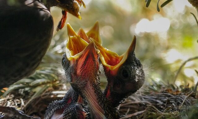 O której godzinie można karmić królika?